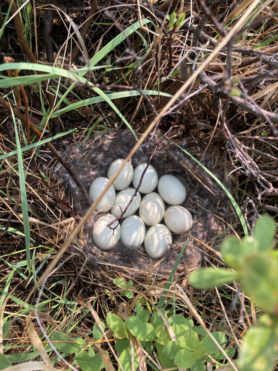 American Black Duck - ML637471467