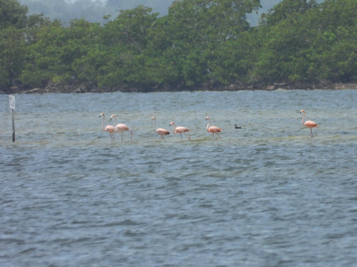 American Flamingo - ML637471475