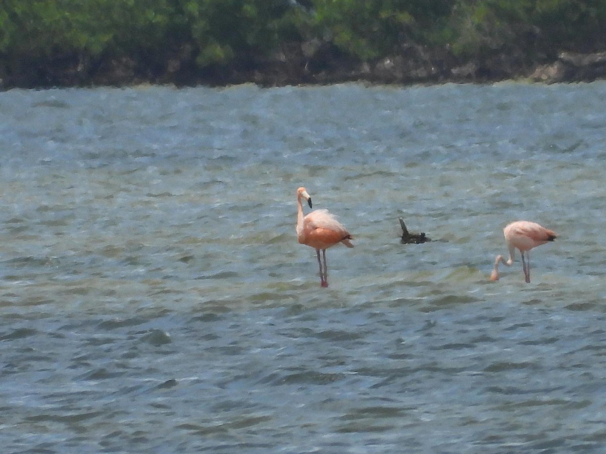 American Flamingo - ML637471476