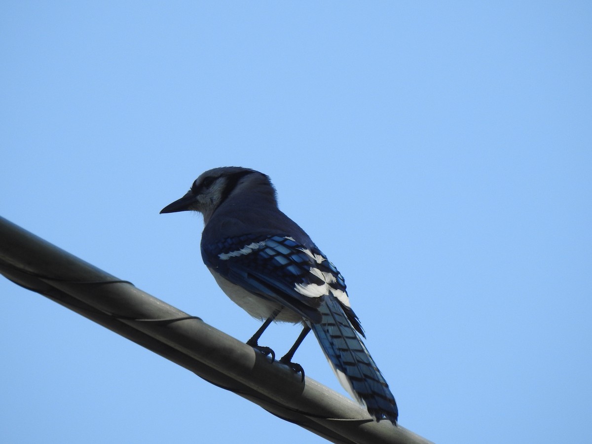 Blue Jay - ML637471544