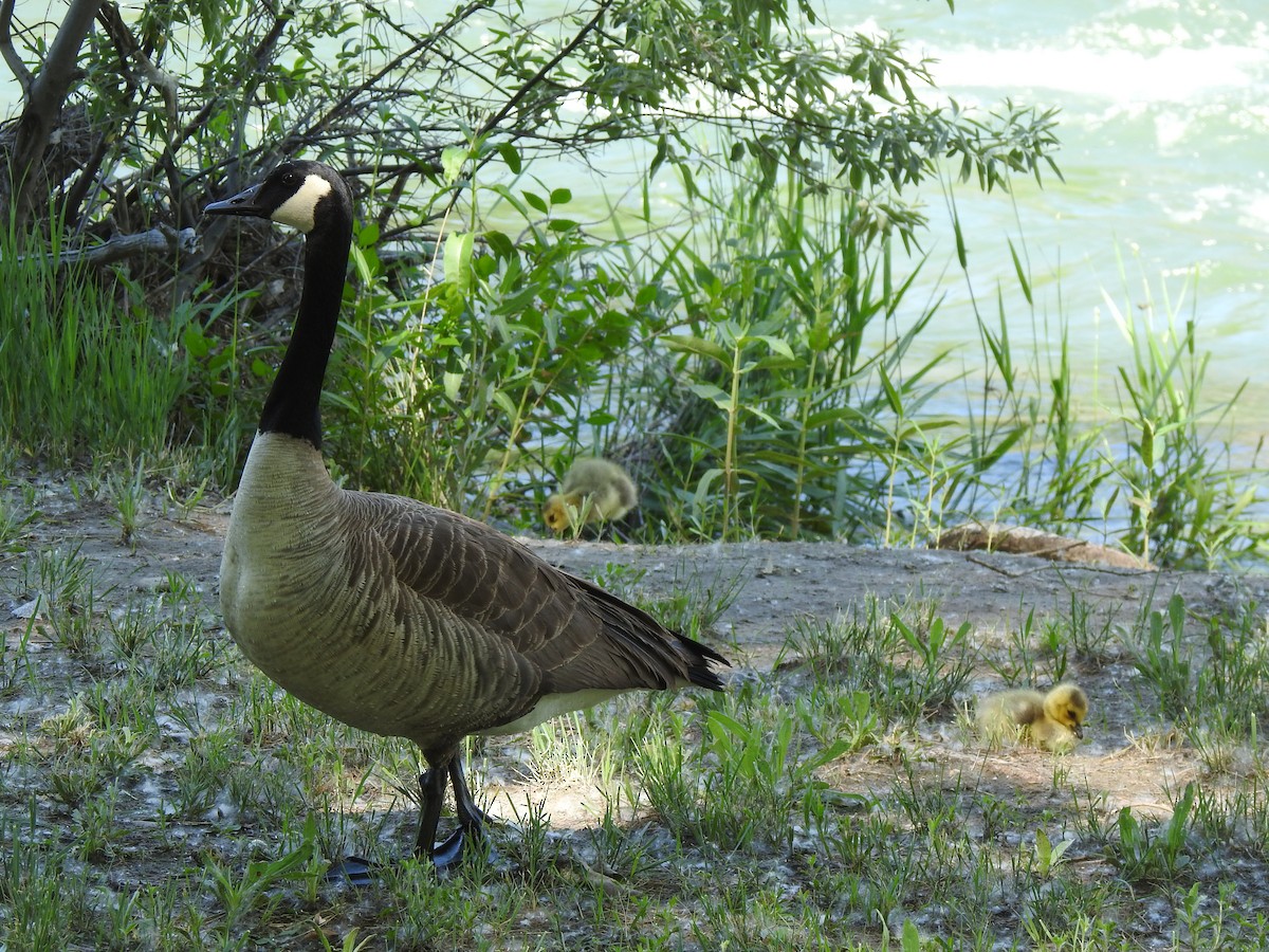 Branta kanadar handia - ML637471601