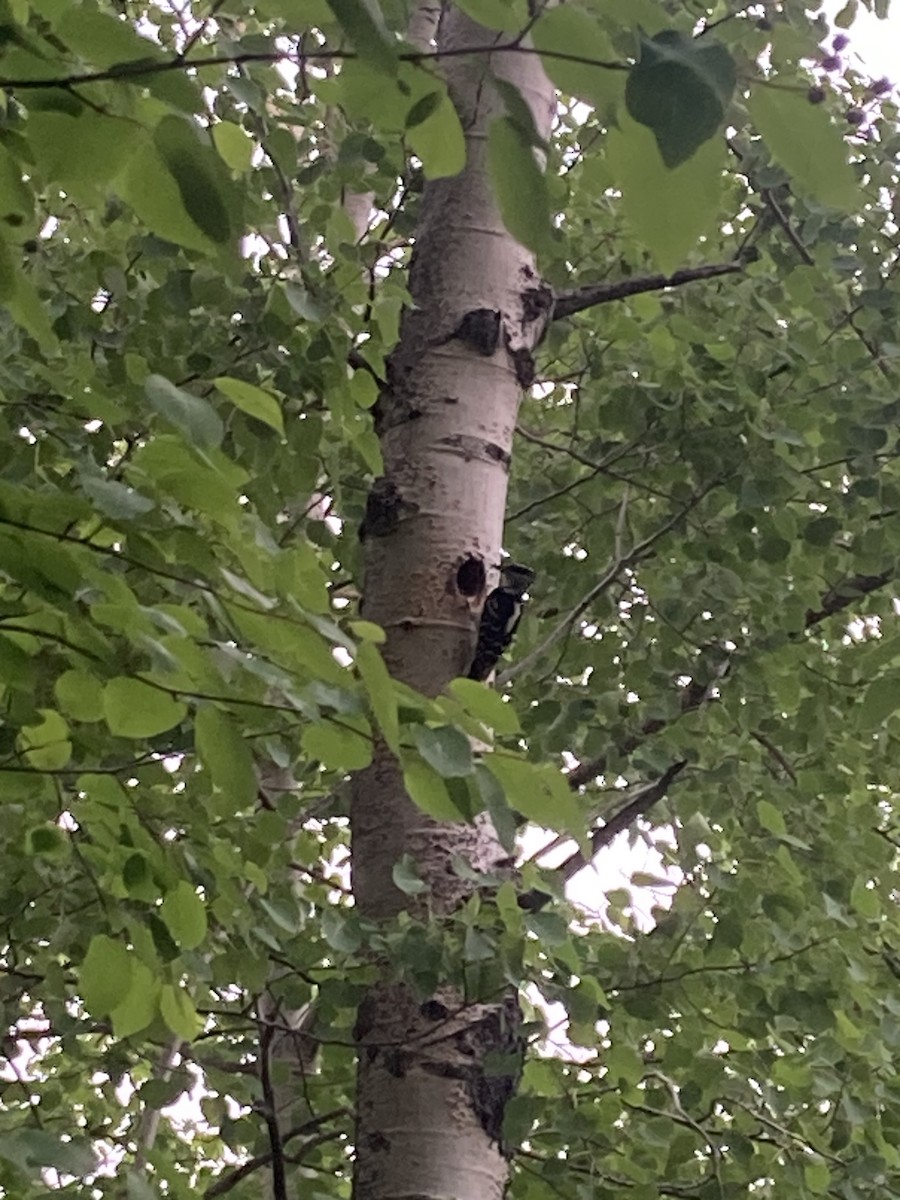 Hairy Woodpecker - ML637471608