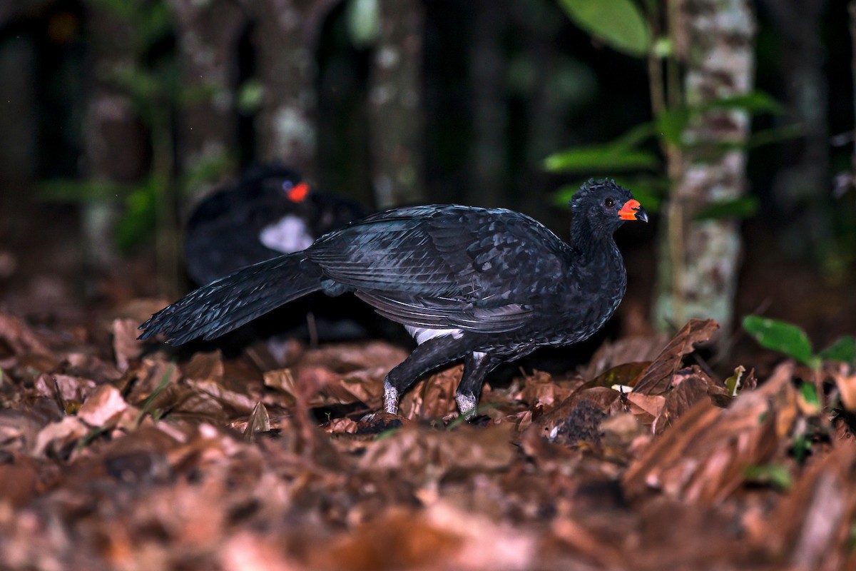 Red-billed Curassow - ML63747161