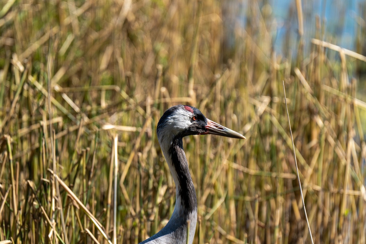 Common Crane - ML637471626