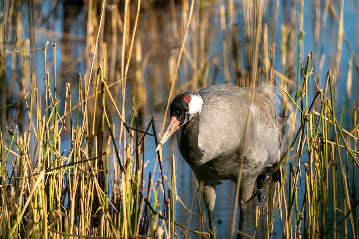 Common Crane - ML637471628