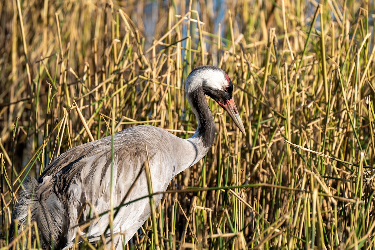 Common Crane - ML637471629