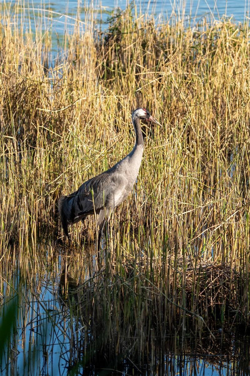 Common Crane - ML637471630