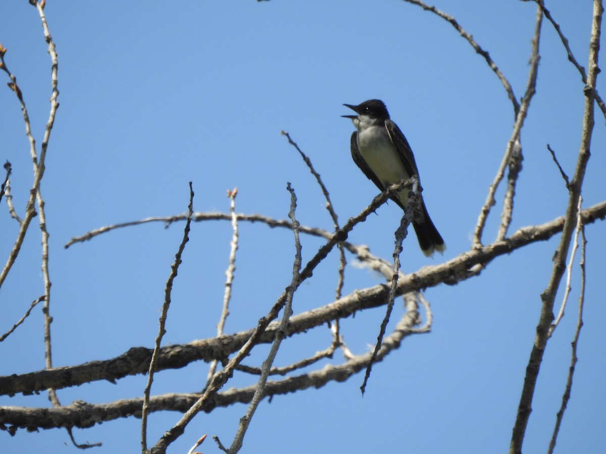 Eastern Kingbird - ML637471634