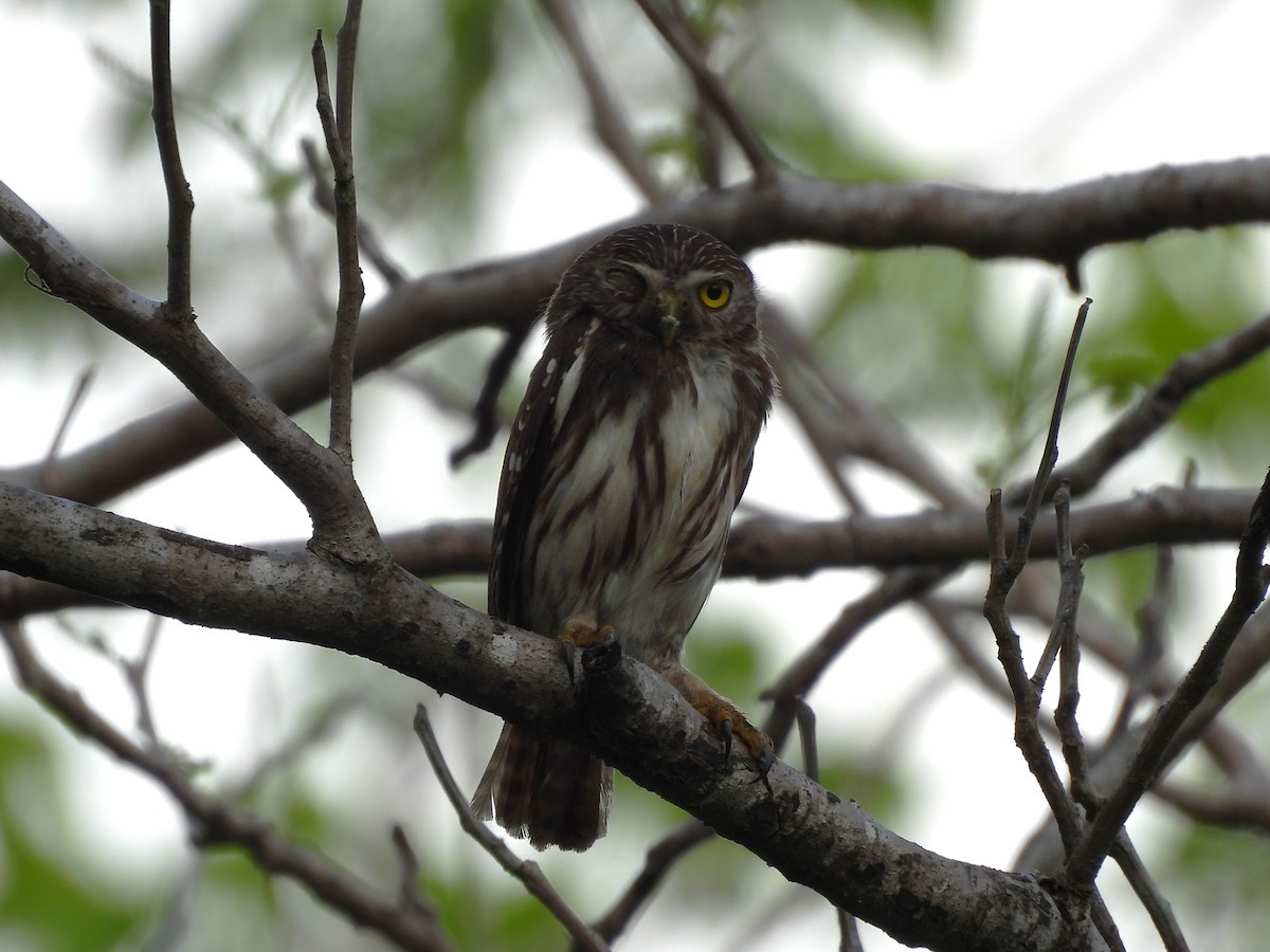 Ferruginous Pygmy-Owl - ML637471687