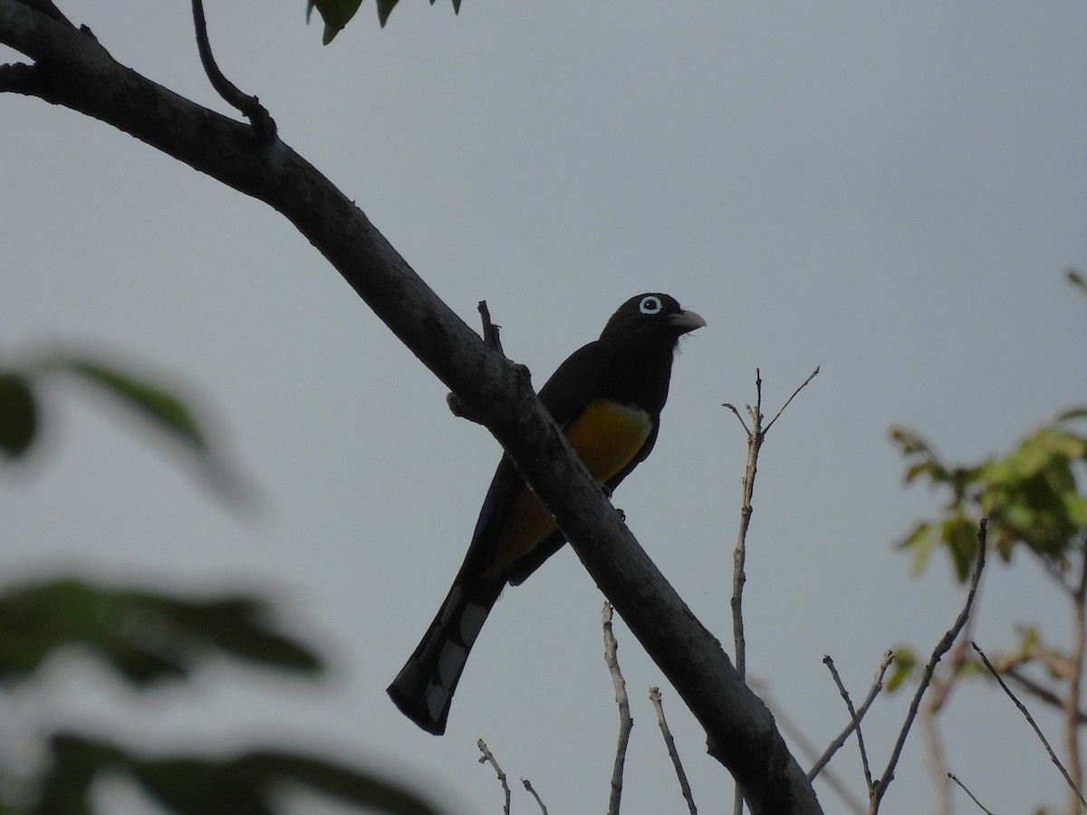 Black-headed Trogon - ML637471711