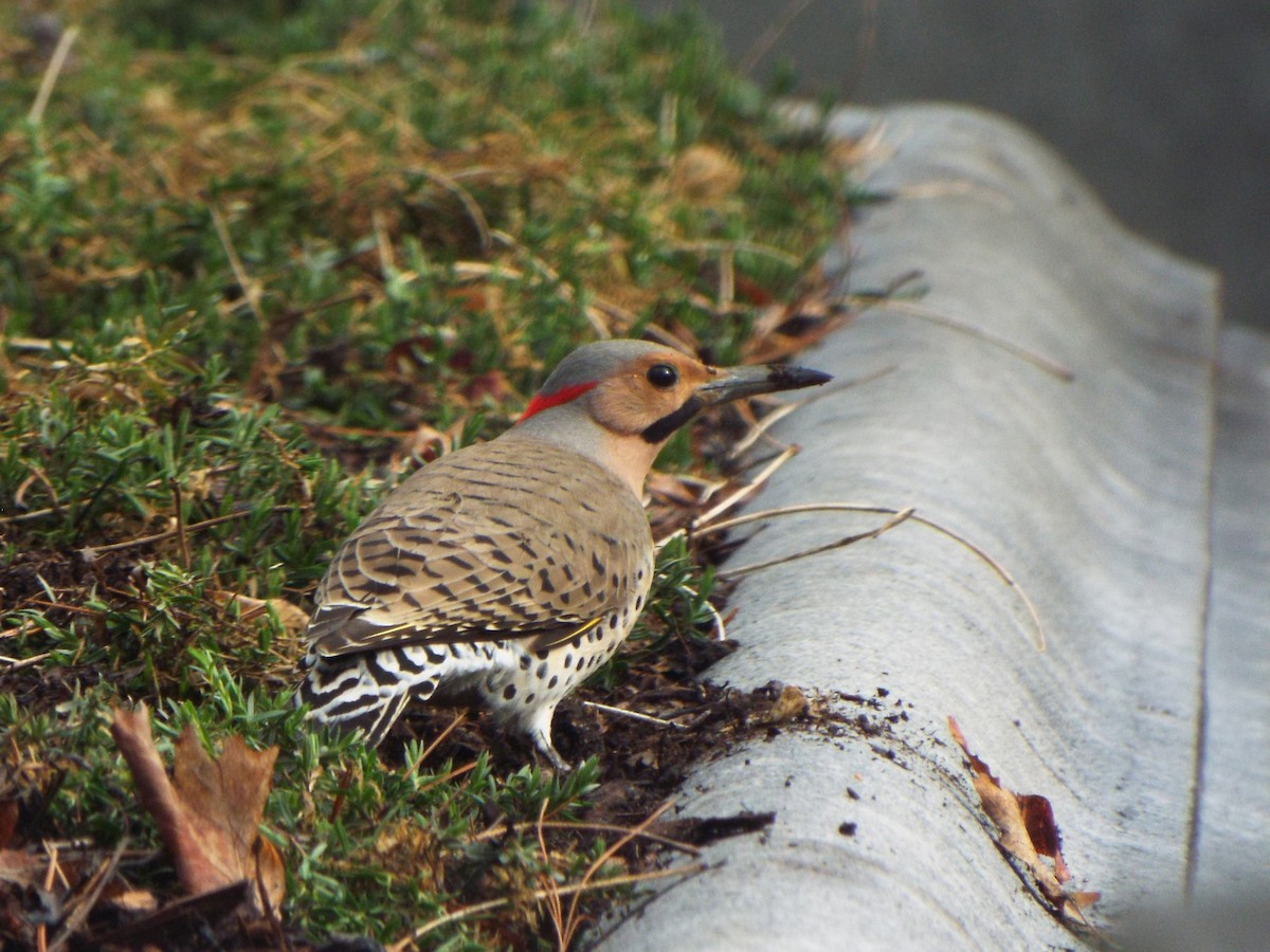 Northern Flicker (Yellow-shafted) - ML637471713