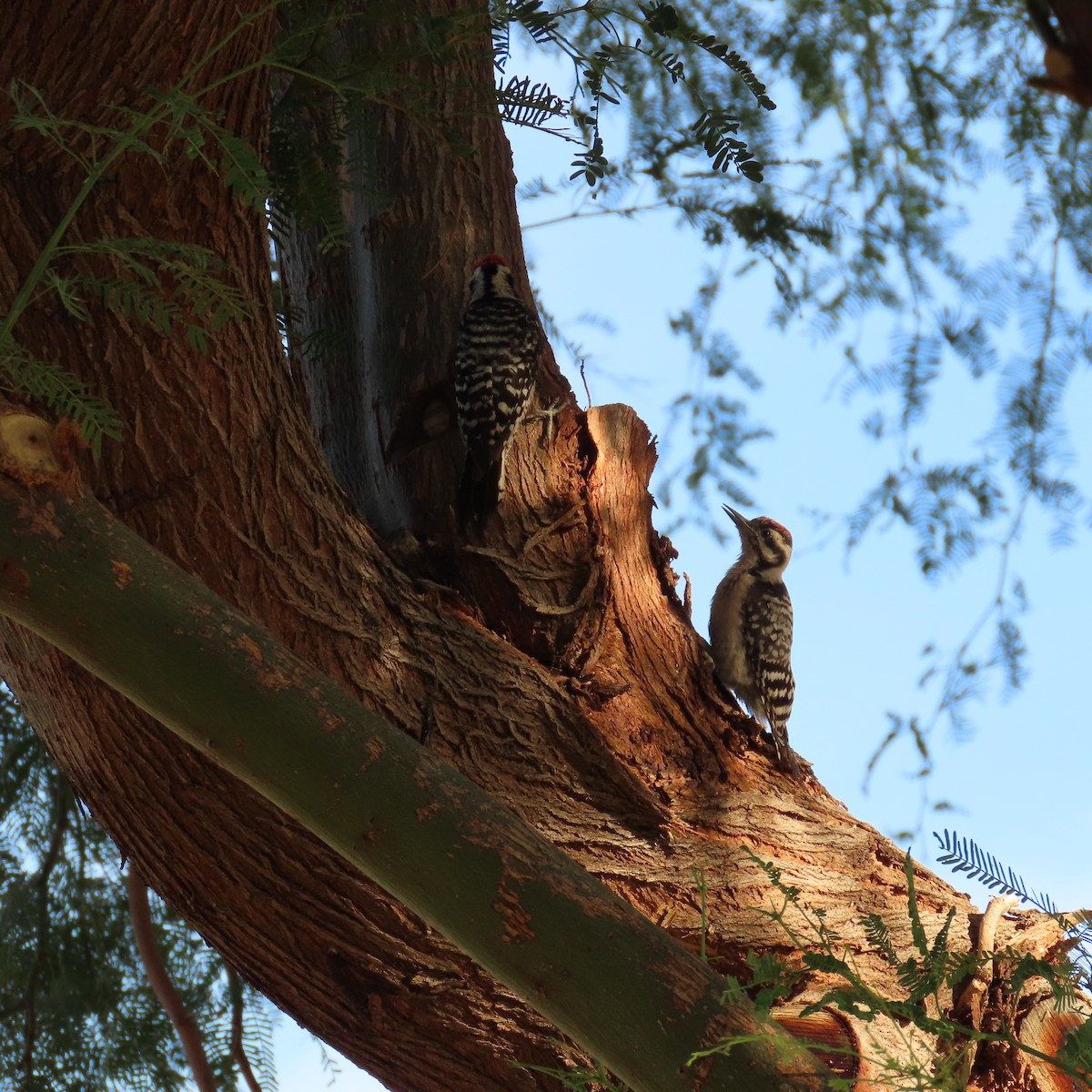 Ladder-backed Woodpecker - ML637471727