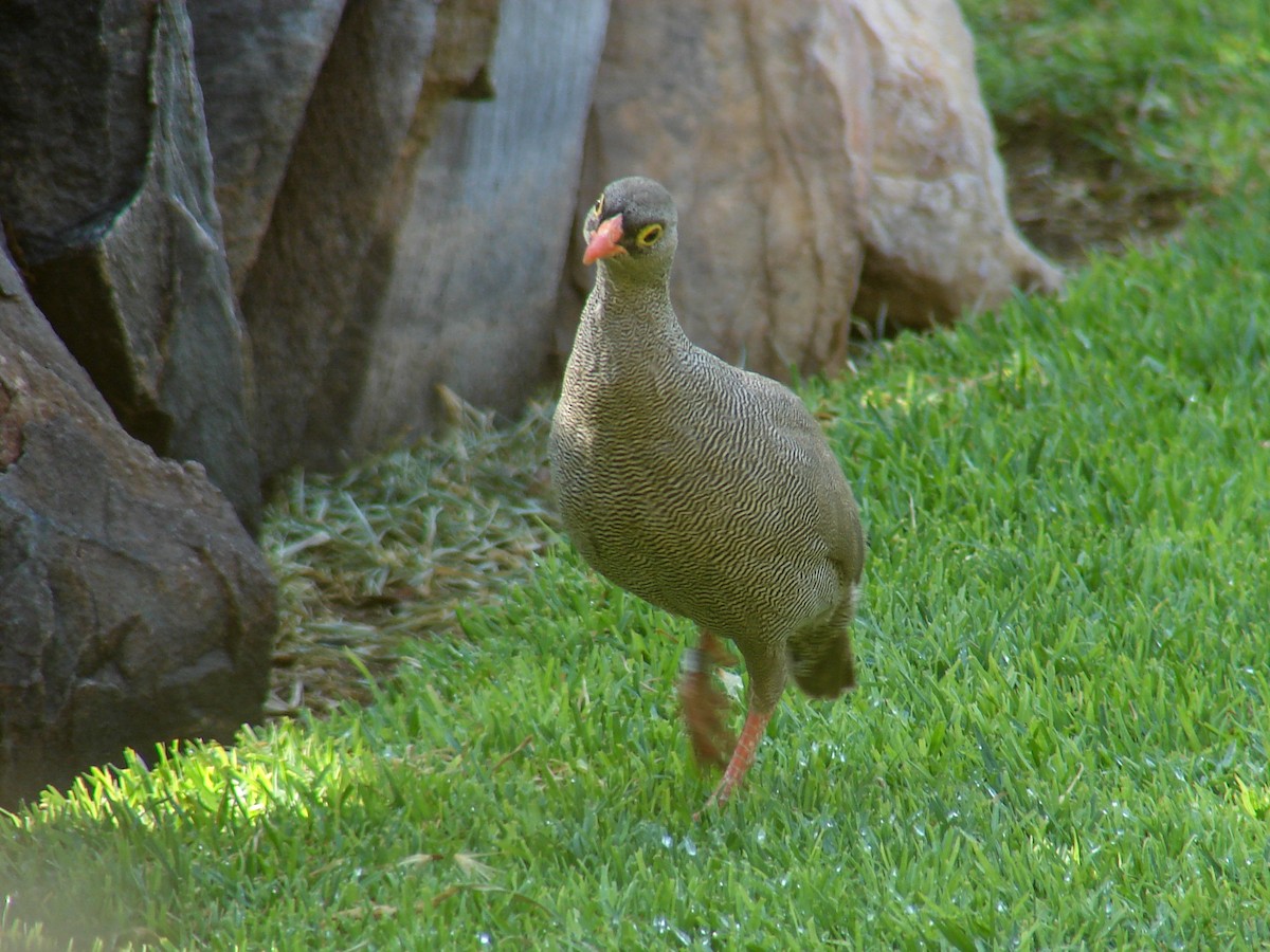 Red-billed Spurfowl - ML637471730