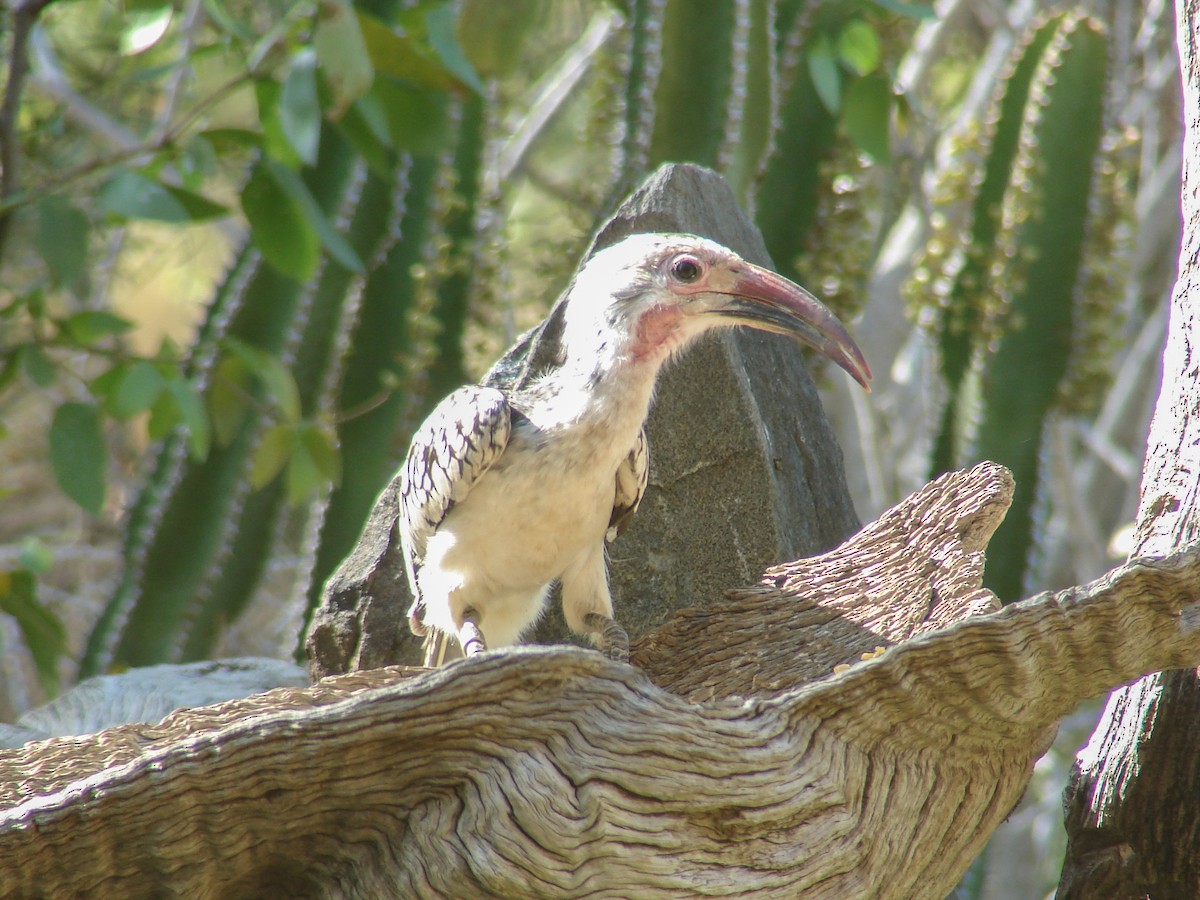 Damara Red-billed Hornbill - ML637471732