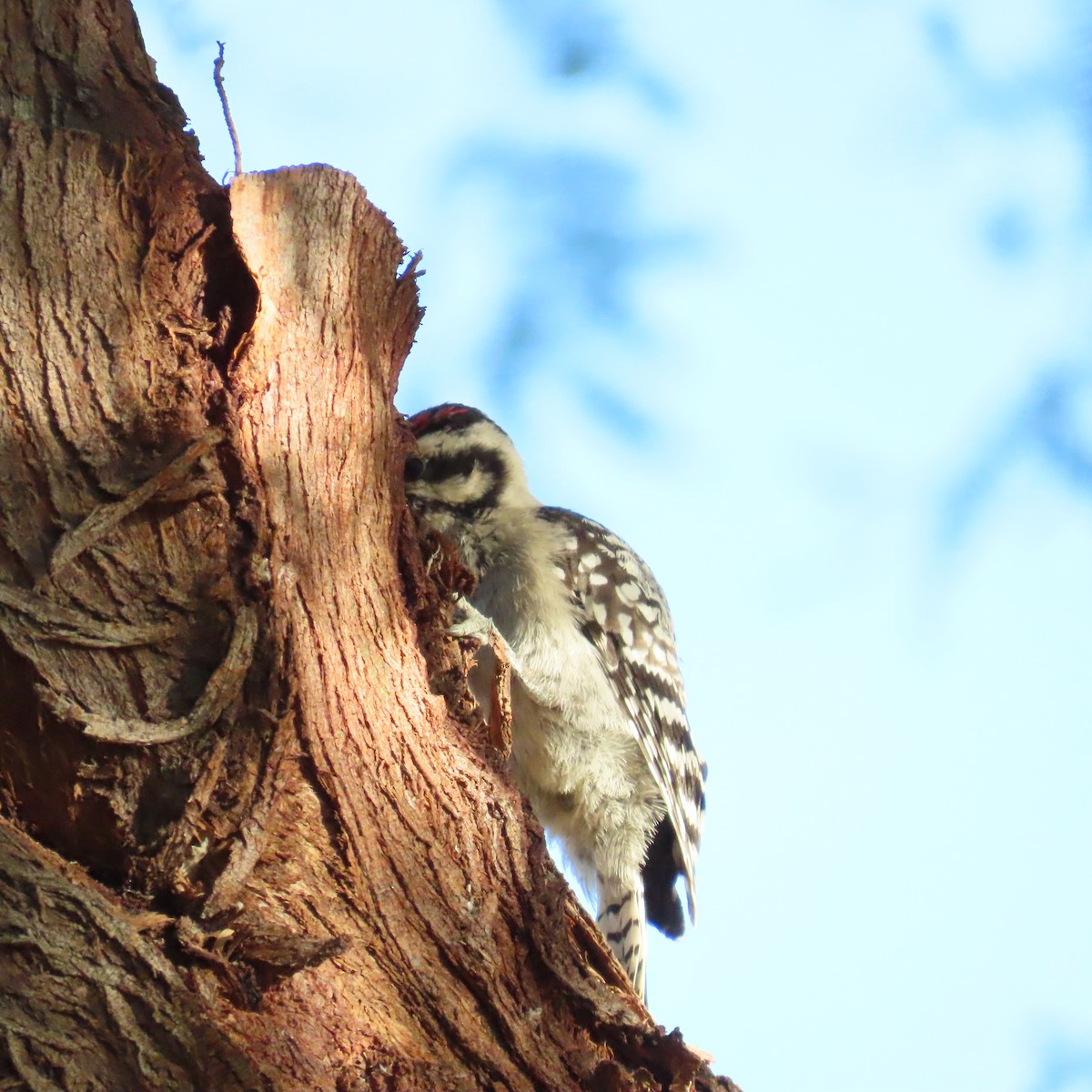Ladder-backed Woodpecker - ML637471744