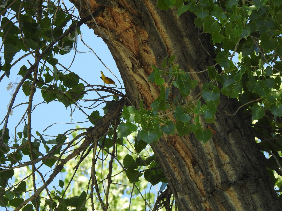 Yellow Warbler - ML637471771