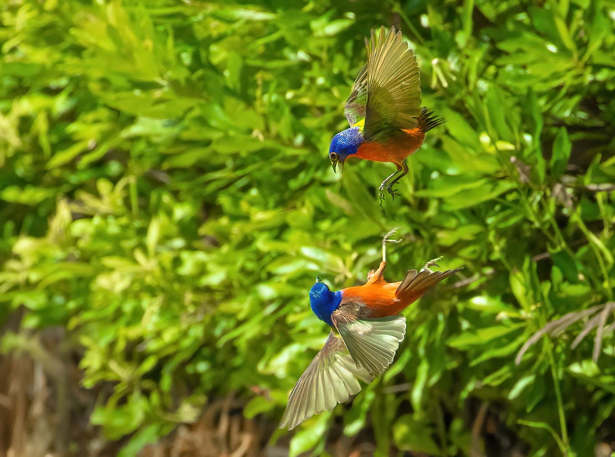 Painted Bunting - ML637471824