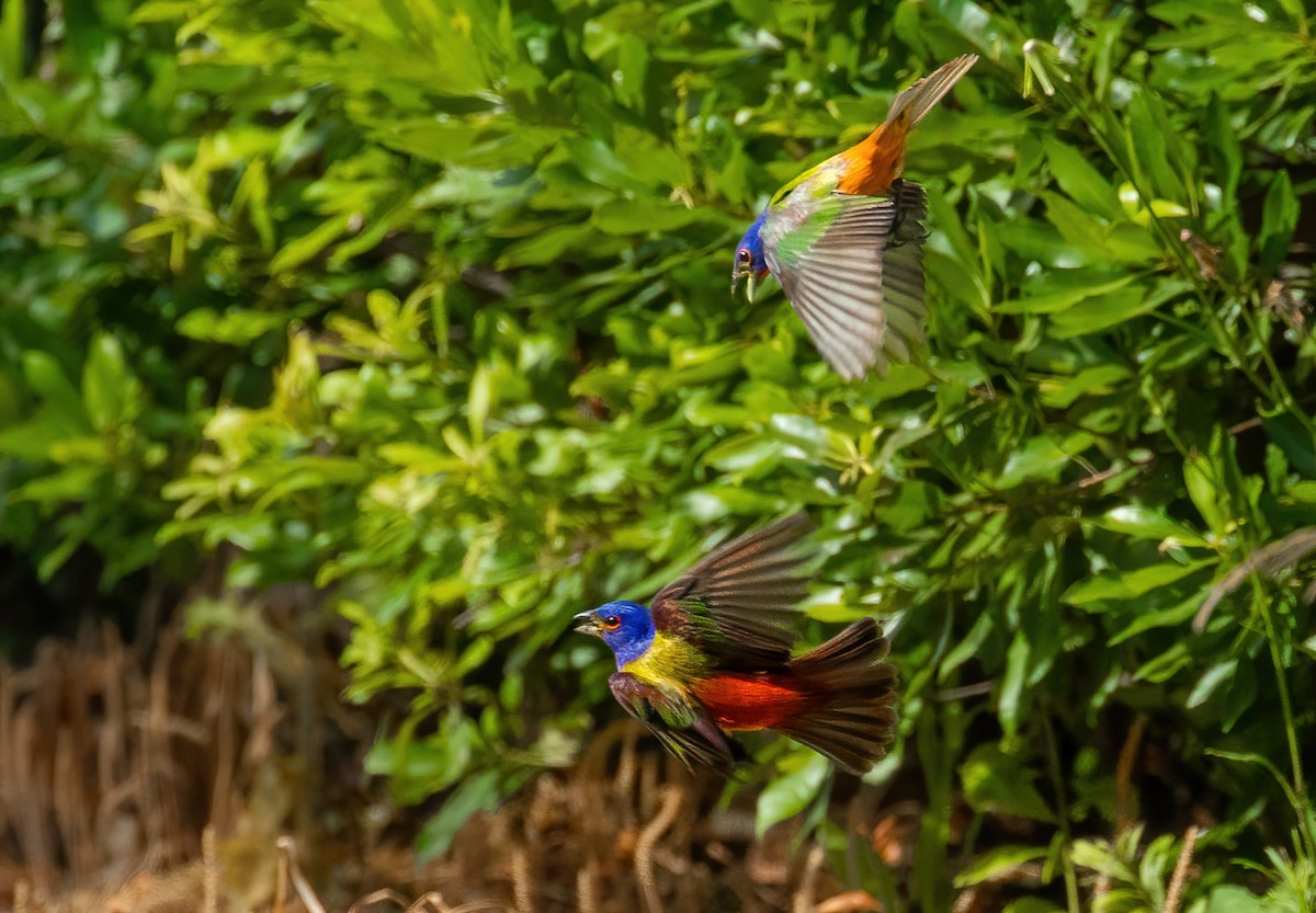 Painted Bunting - ML637471827