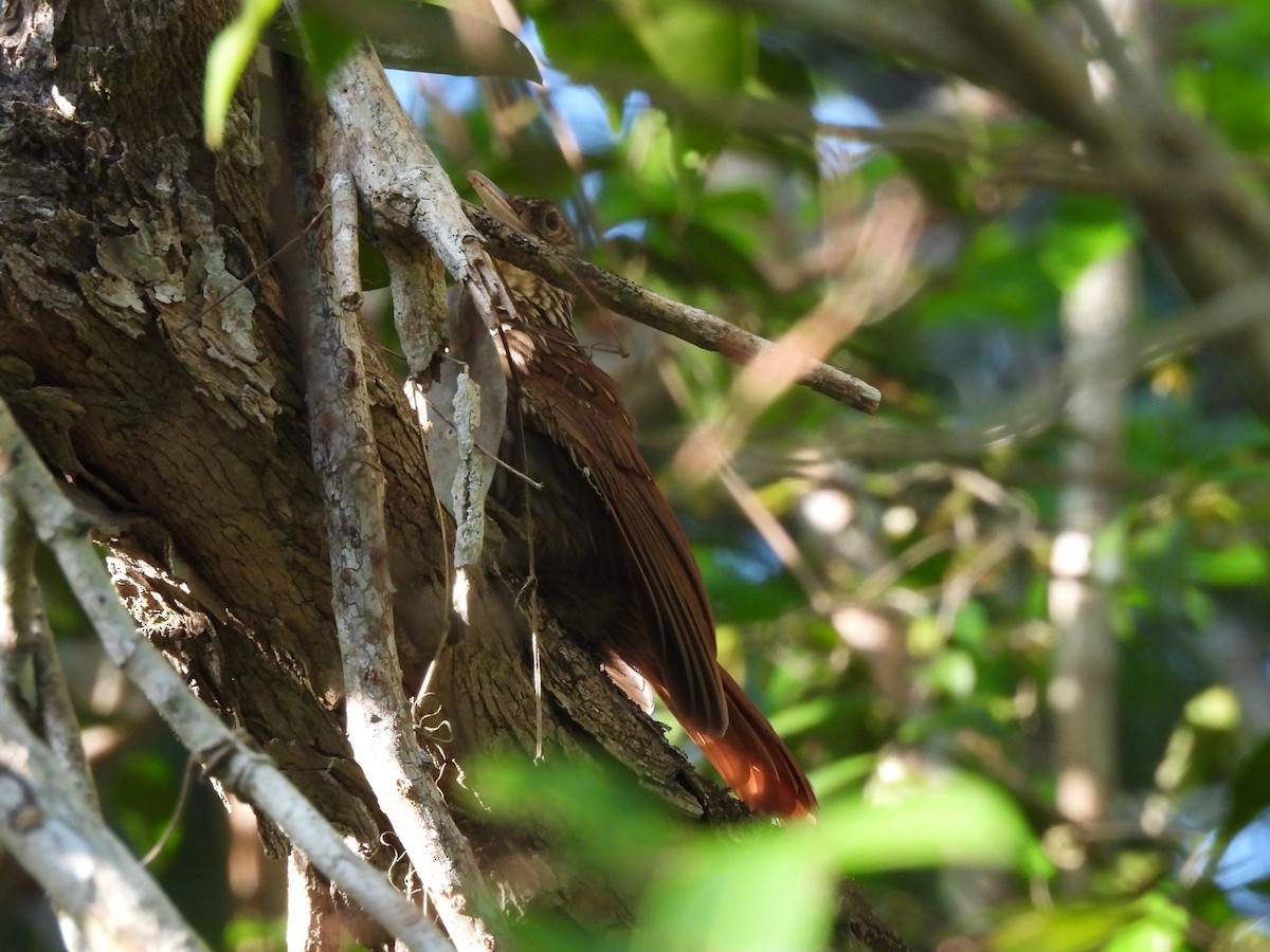 Ivory-billed Woodcreeper - ML637471856