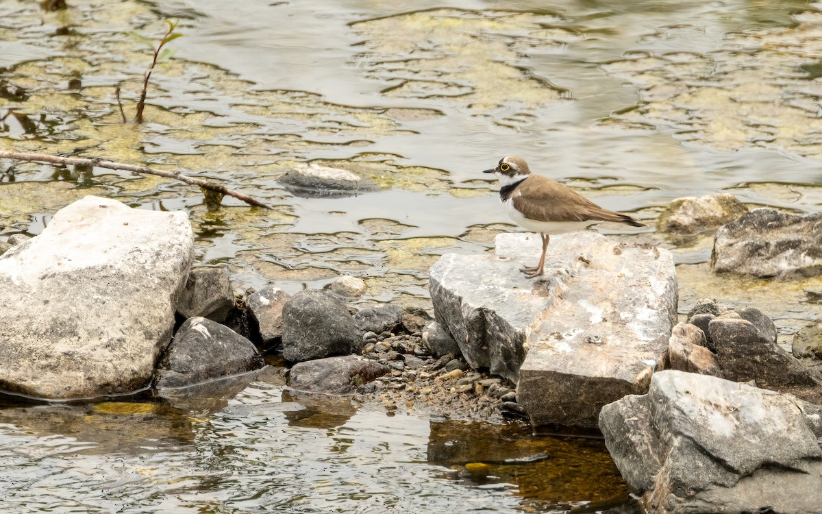 Flussregenpfeifer - ML637471860