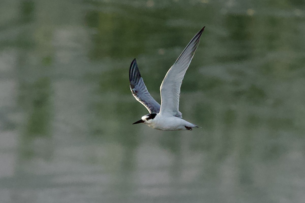 Little Tern - ML637471863