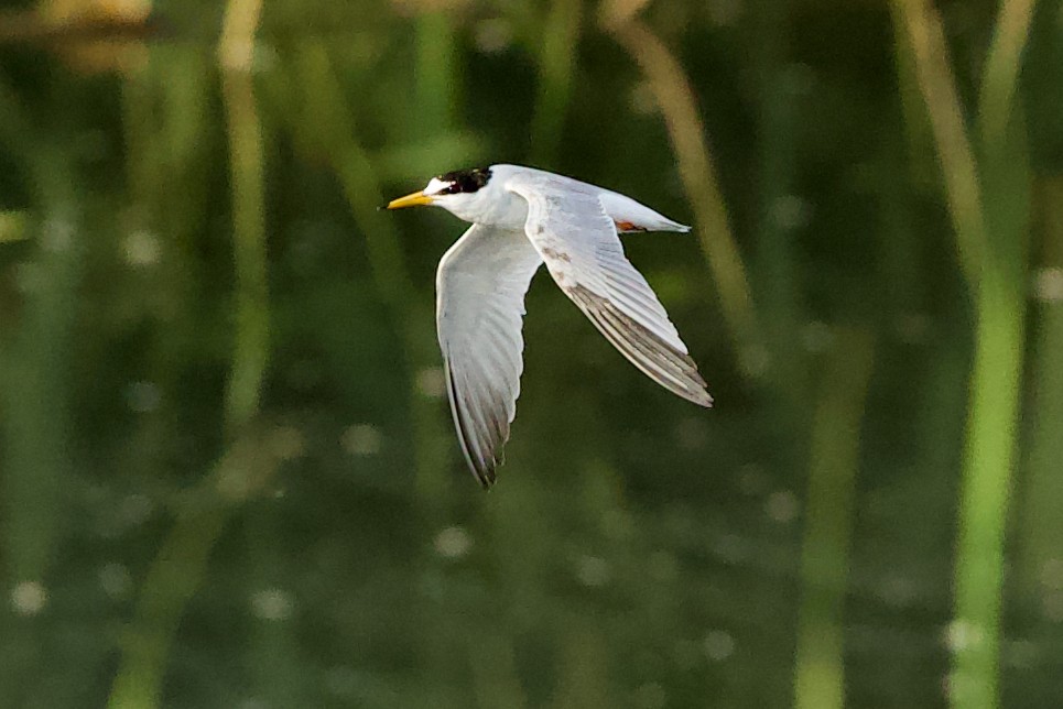 Little Tern - ML637471864