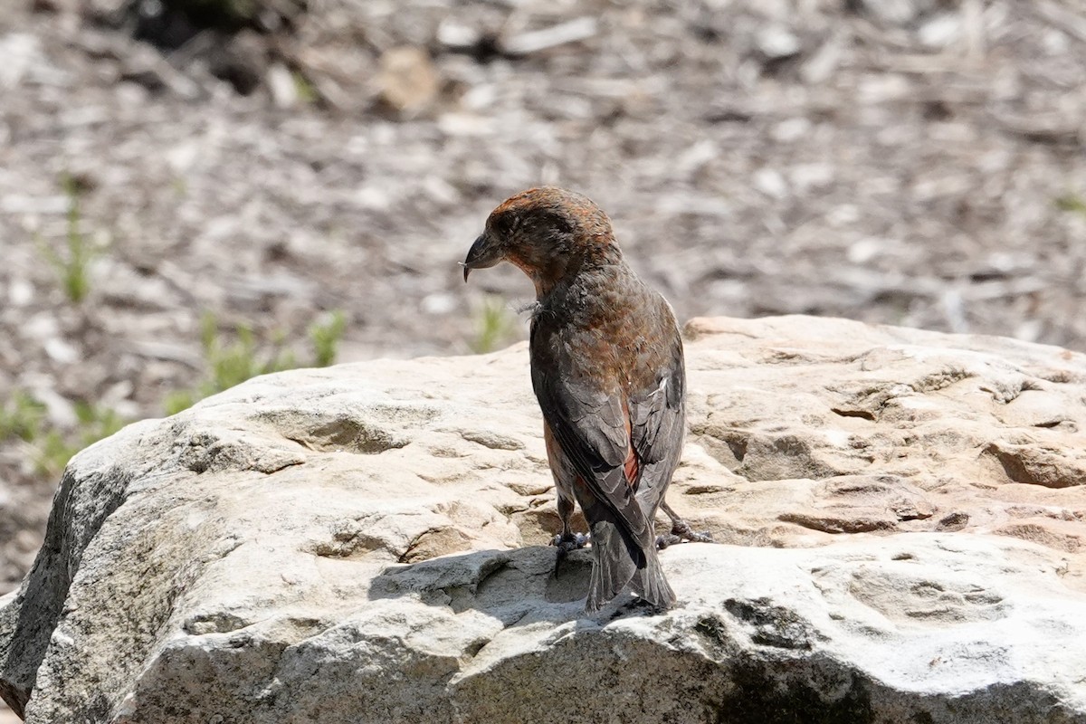 Red Crossbill (Appalachian or type 1) - ML637471875