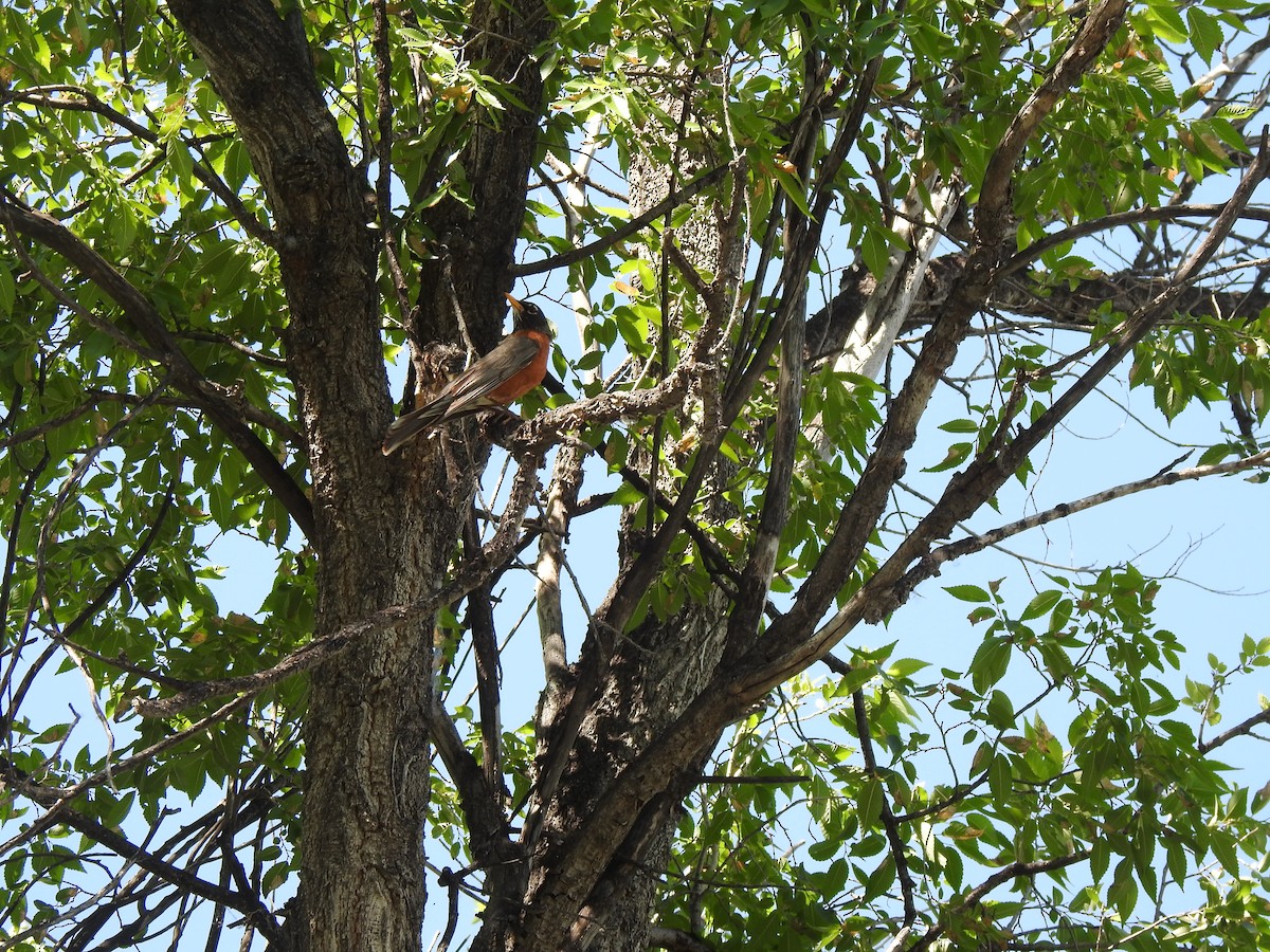 Zozo papargorria - ML637471881