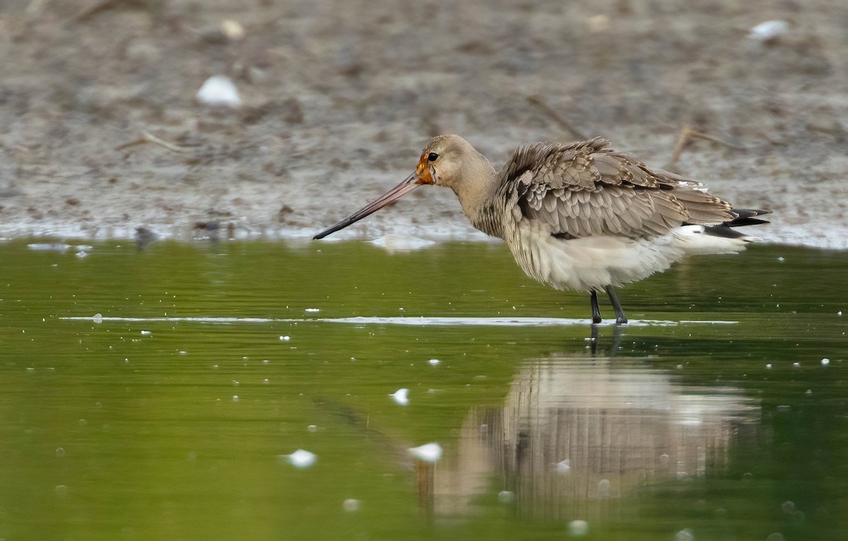 Hudsonian Godwit - ML637471883