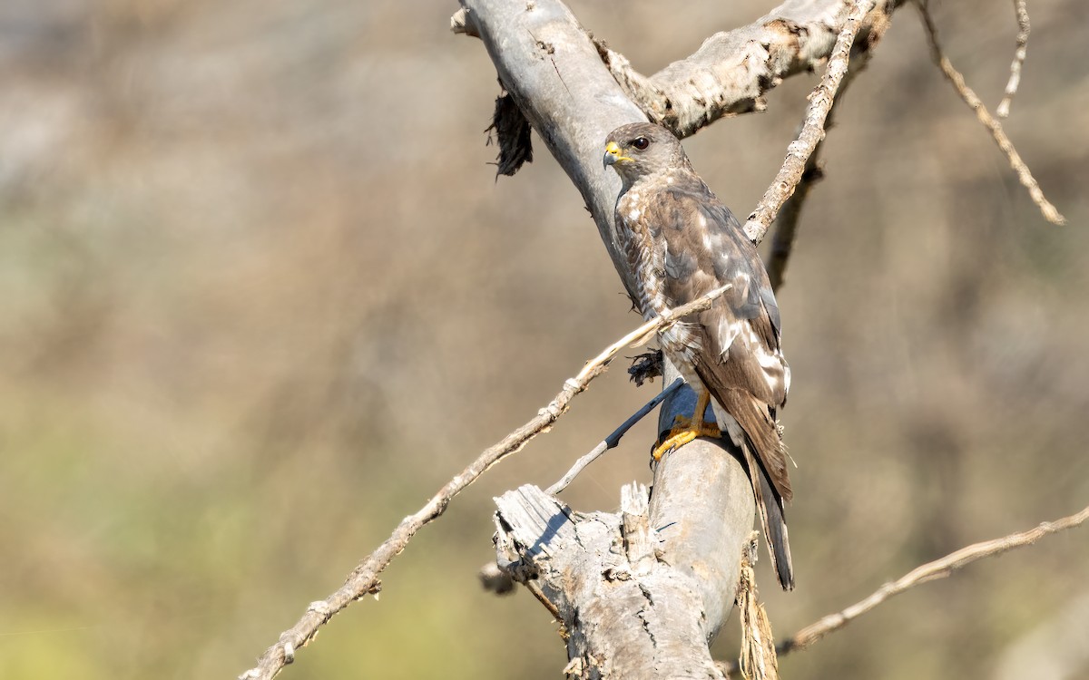 Levant Sparrowhawk - ML637471998