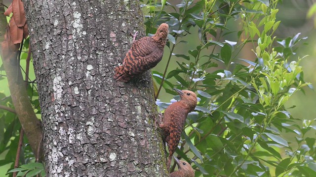 Rufous Woodpecker - ML637471999