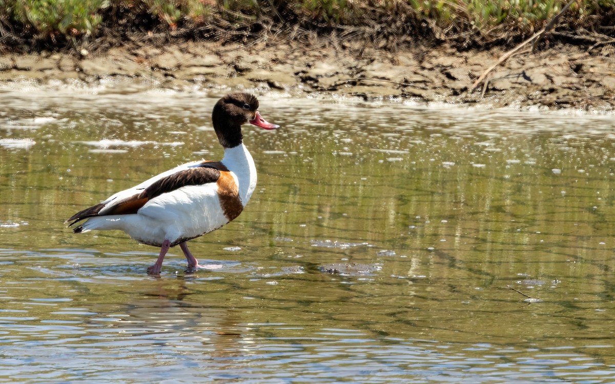 Brandgans - ML637472019