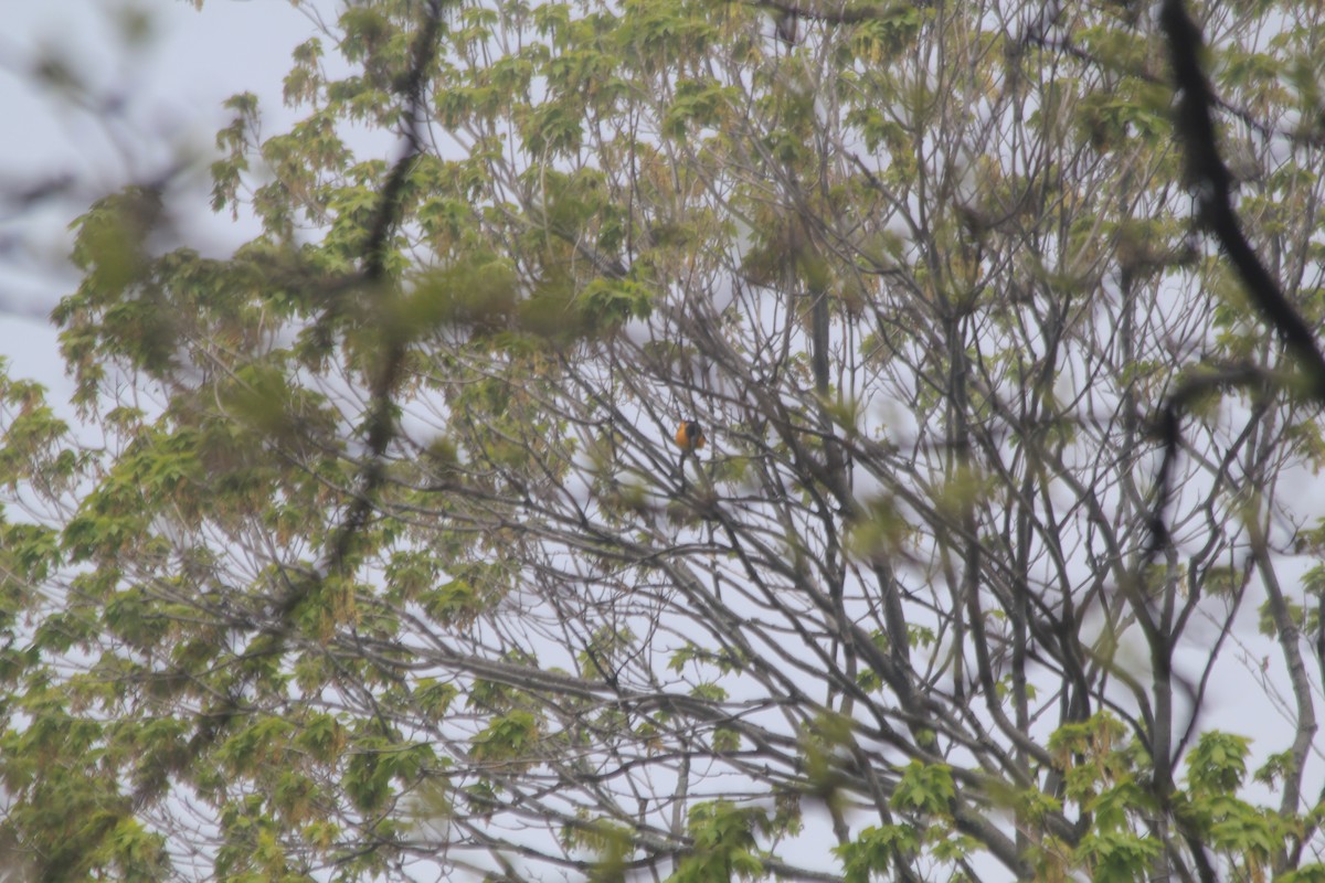 Baltimore Oriole - ML637472048