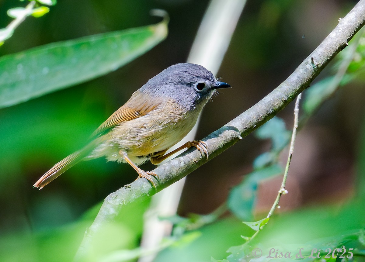 Huet's Fulvetta - ML637472050