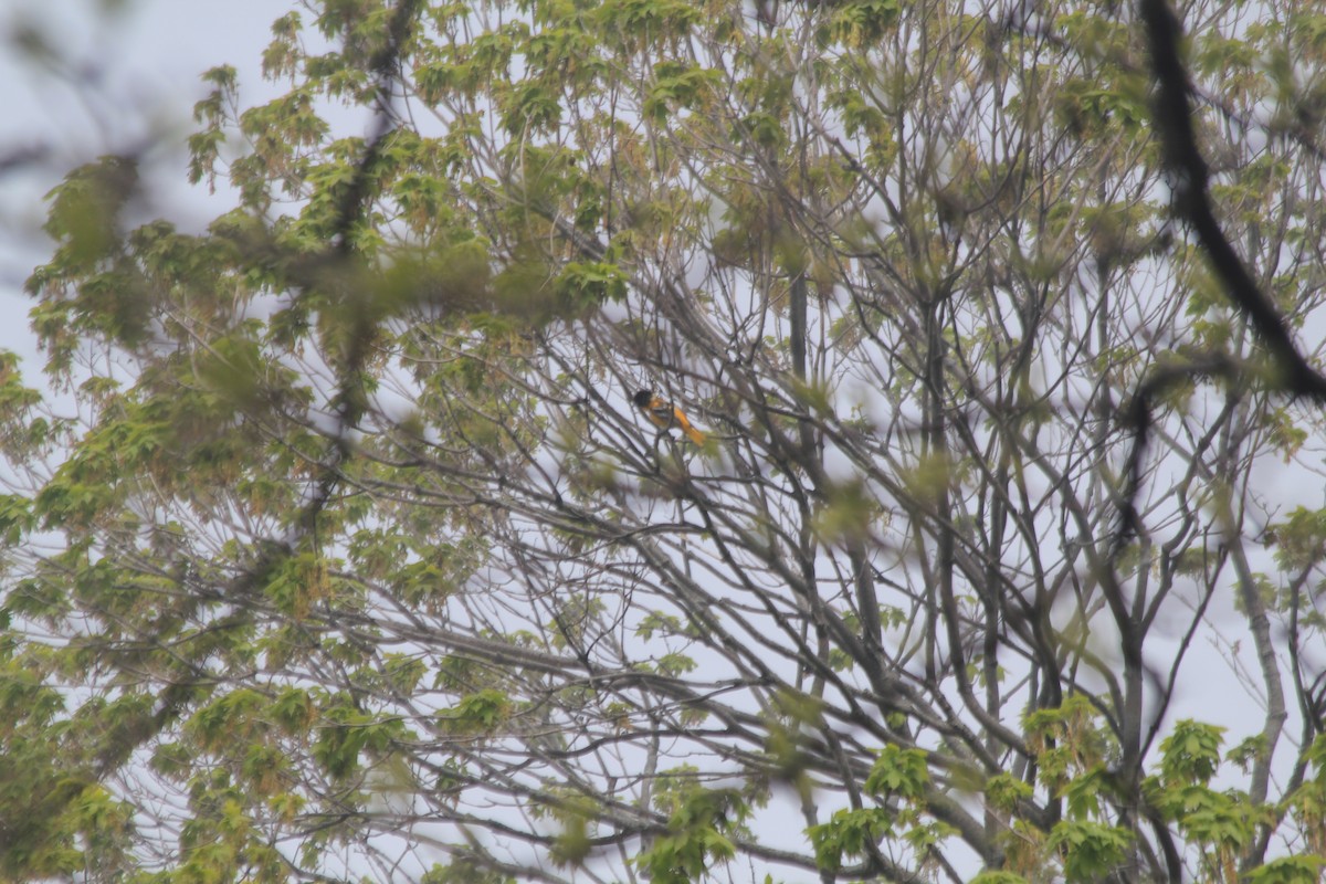 Baltimore Oriole - ML637472051