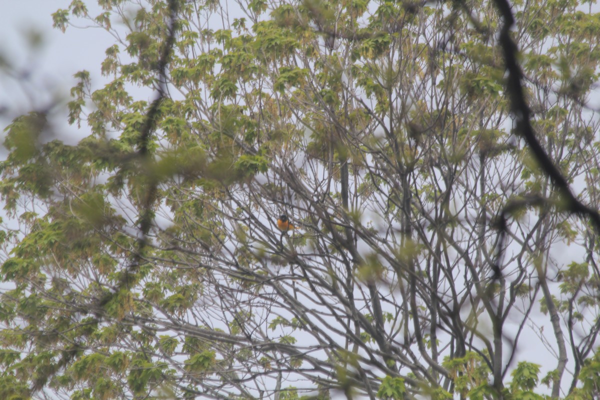 Baltimore Oriole - ML637472053