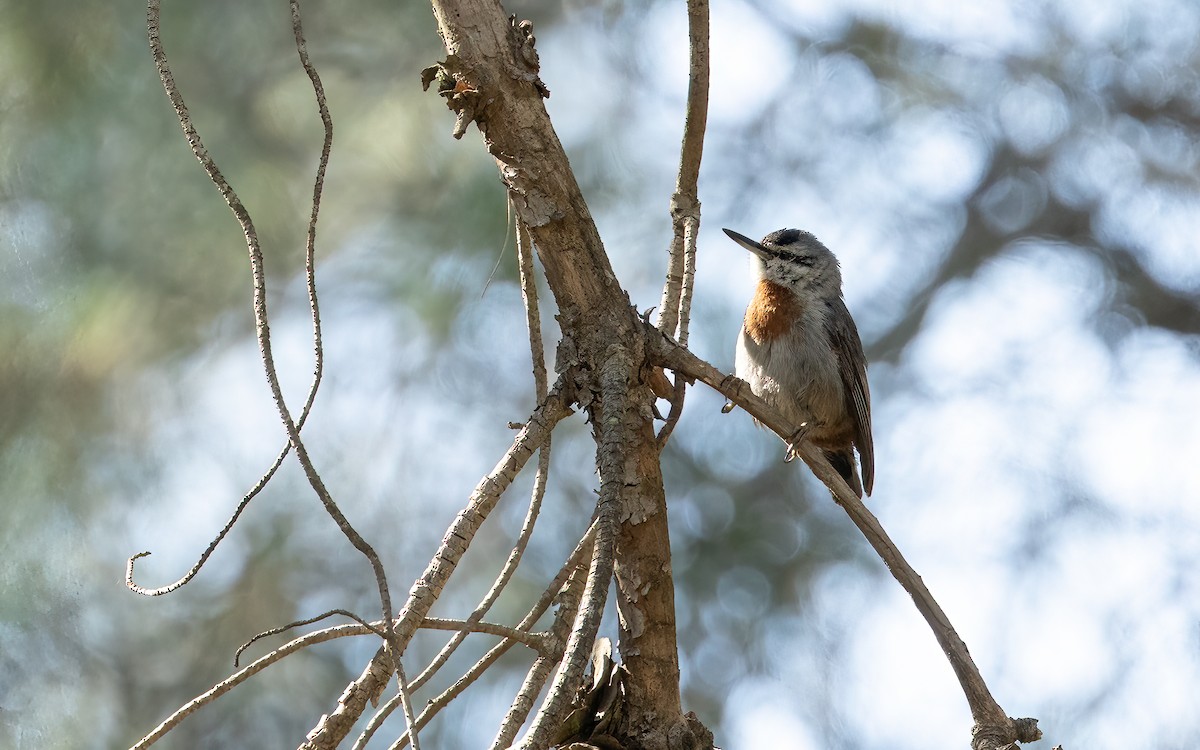 Krüper's Nuthatch - ML637472054