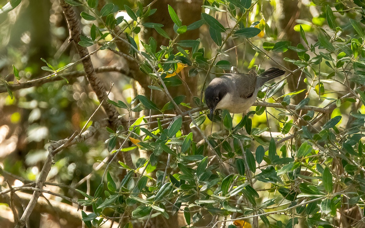 Eastern Orphean Warbler - ML637472058