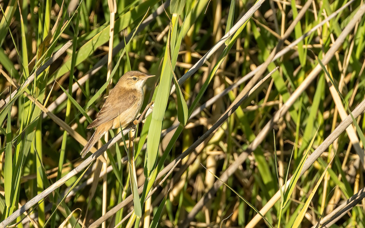 Common Reed Warbler (Common) - ML637472115
