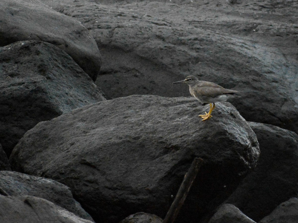 Wandering Tattler - ML637472120