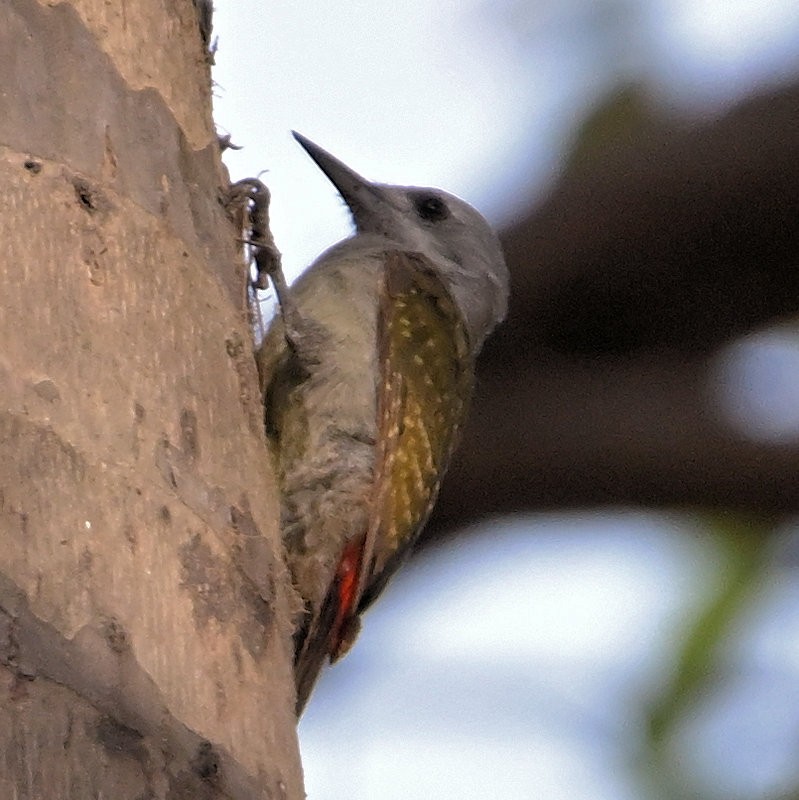 African Gray Woodpecker - ML637472190
