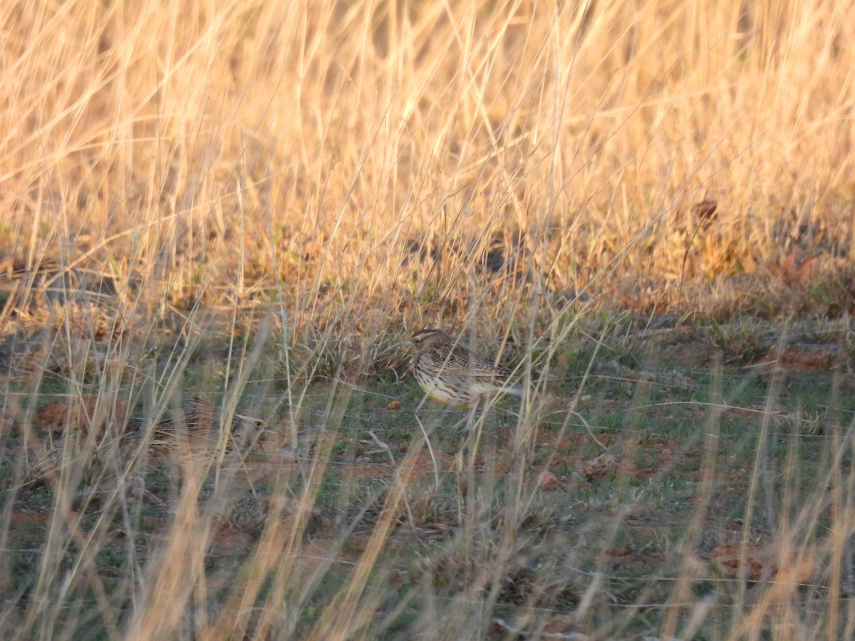 Sturnella meadowlark sp. - ML637472236