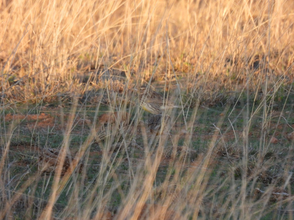 Sturnella meadowlark sp. - ML637472256