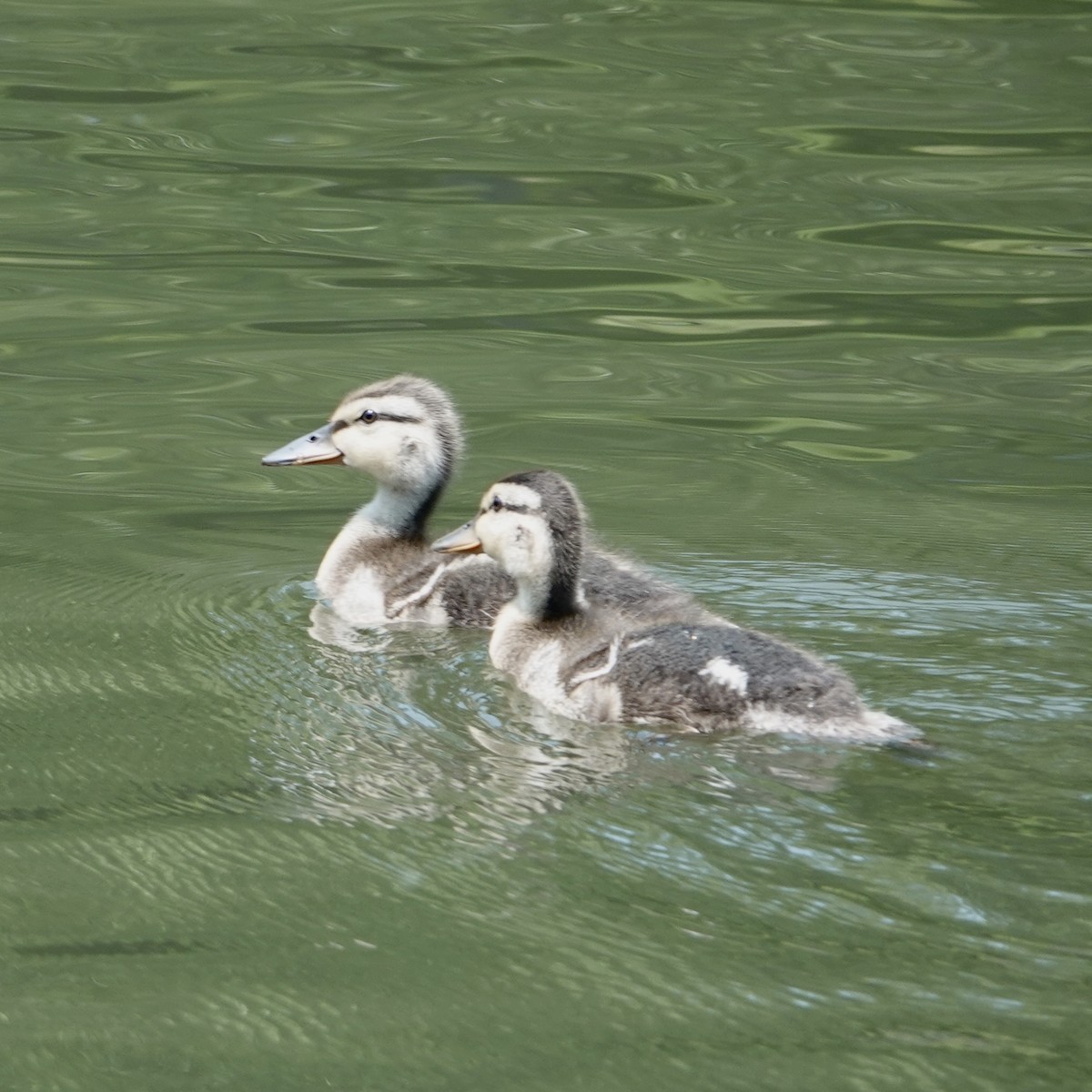 Germano reale - ML637472261