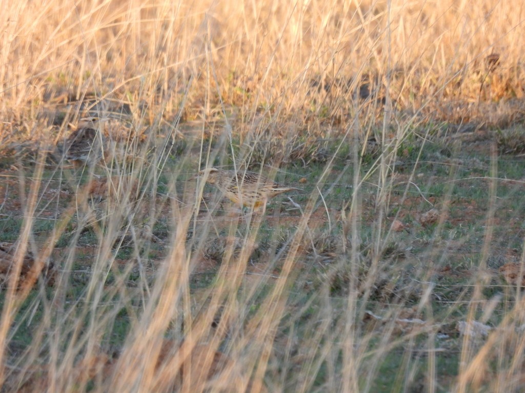 Sturnella meadowlark sp. - ML637472271