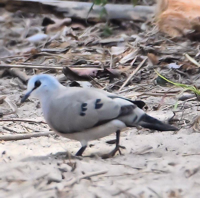Black-billed Wood-Dove - ML637472273
