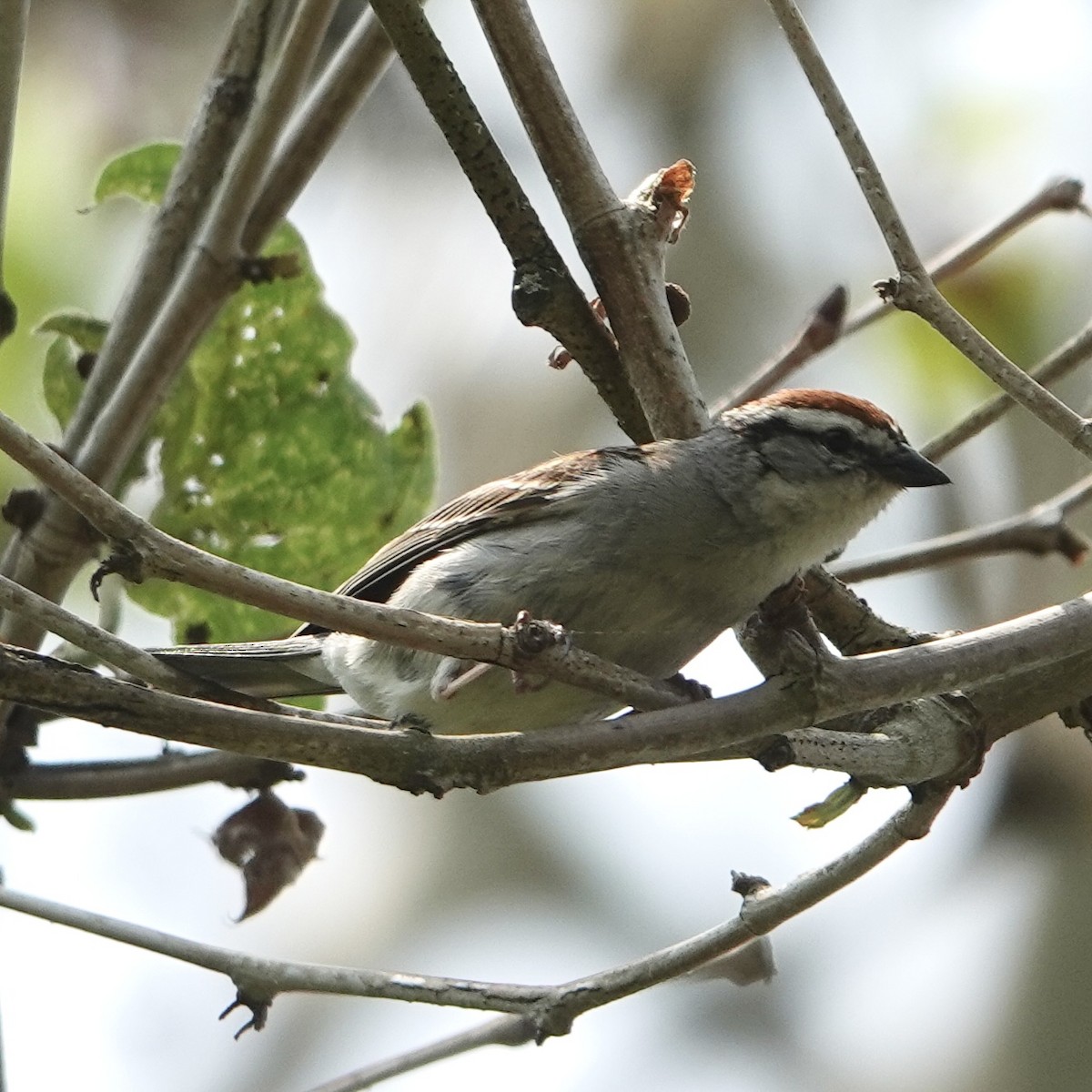 Chipping Sparrow - ML637472287