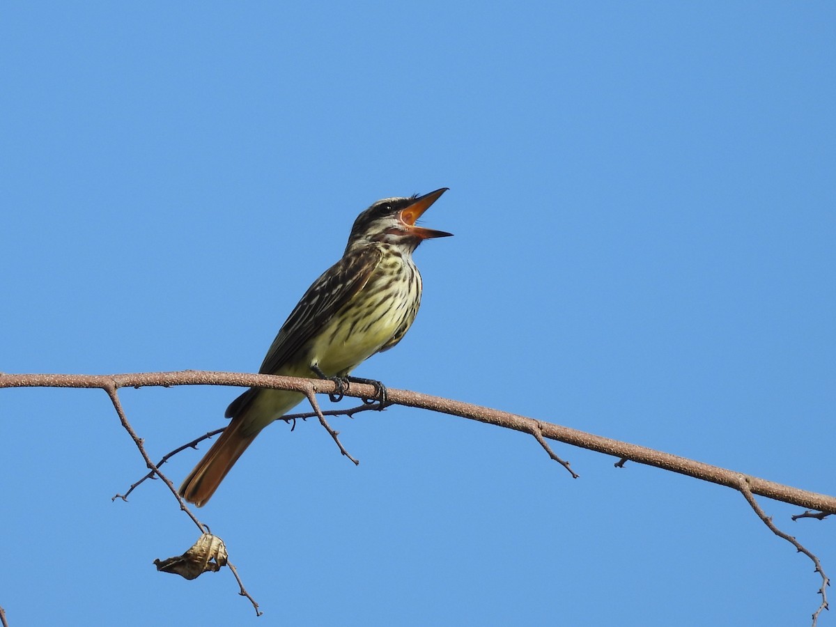 Sulphur-bellied Flycatcher - ML637472320
