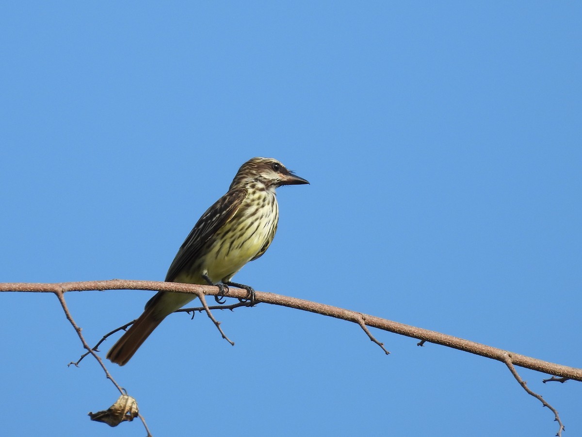 Sulphur-bellied Flycatcher - ML637472322