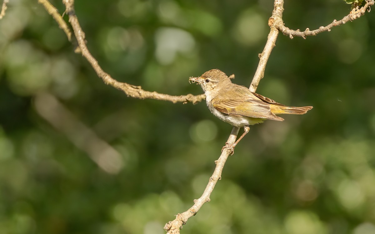 Eastern Bonelli's Warbler - ML637472329